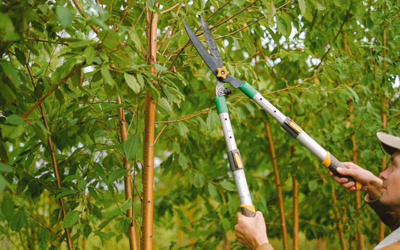 Tree trimming in Grayville, IL